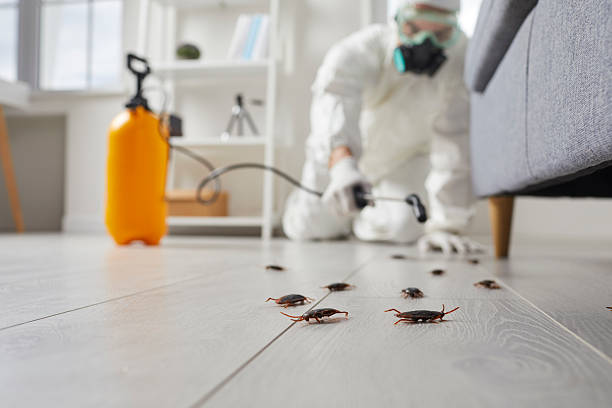 Commercial Kitchen Cockroach Control in Roaring Spring